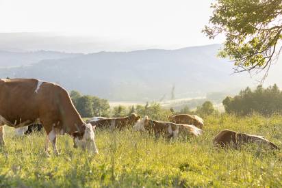 Header_Nachhaltigkeitsbericht